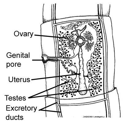 (Trematoda), čtyři - pár dorsálních a pár ventrálních v každém článku propojených transverzálním kanálkem