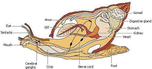 Lophotrochozoa: Mollusca larvy pár protonefridií dospělci perikardiodukty (VS metanefridiálního typu) filtrace přes podocyty z hemocelu do célomu = perikardu perikardiodukty vedou z célomu, rozšiřují