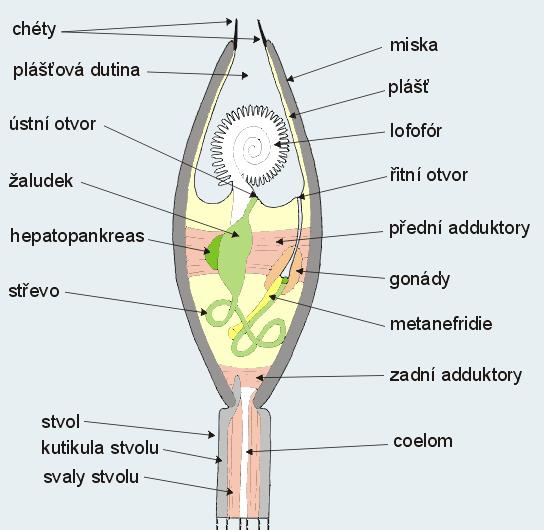 metacelu, exkreční pór v blízkosti vývodu TS