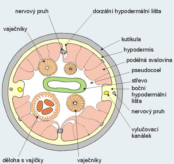 kožní) žlázy u většiny zástupců, jednobuněčné, ústí na ventrální