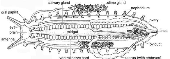 Ecdysozoa: Scalidophora pár protonefridií, exkreční kanálky spojeny s gonodukty