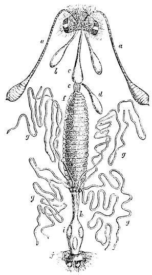 Ecdysozoa: Arthropoda Pancrustacea Pentastomida VS chybí Crustacea maxillární žlázy: Branchiopoda, Branchiura, Isopoda, Cephalocarida, Remipedia, Mysidacea antenální žlázy: Decapoda, Amphipoda,