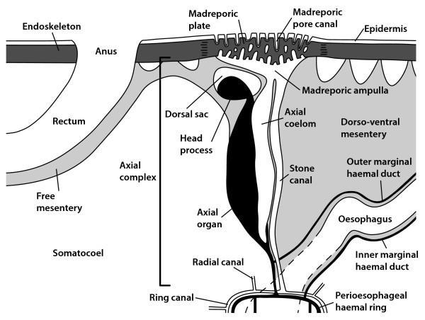 Deuterostomia: Echinodermata axiální orgán (axiální komplex) metanefridiálního typu v embryogenezi vzniká spolu s pseudohemální soustavou z levého protocelu stavba: axiální žláza, tj.