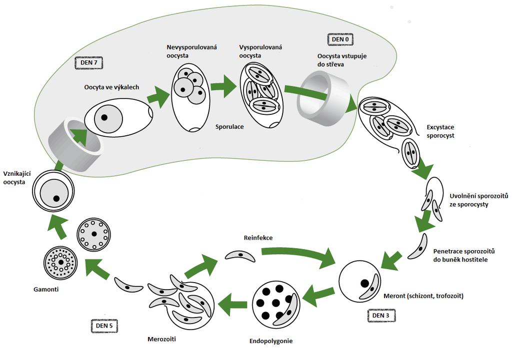 Obr. 1. Životní cyklus Eimeria sp. Zdroj: http://www.impextraco.