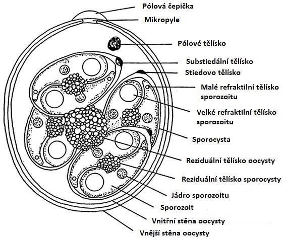 Schéma vysporulované oocysty Eimeria sp. Zdroj: http://www.