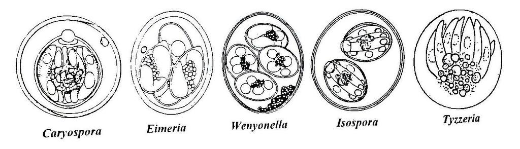 Obr. 3. Morfologie oocyst vybraných rodů z čeledi E i m e r i i d a e. Zdroj: Chroust et al., 1998. 2.5.2 Helminti Skupina helminti není taxonomická skupina a nezahrnuje přirozenou skupinu živočichů.