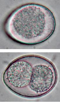 Obr. 11. Oocysta Isospora felis Zdroj: http://vetbook.org/wiki/cat/images/d/d2/isos1.jpg Obr. 12. Životní cyklus rodu Isospora. Zdroj: http://pinebluffvet.