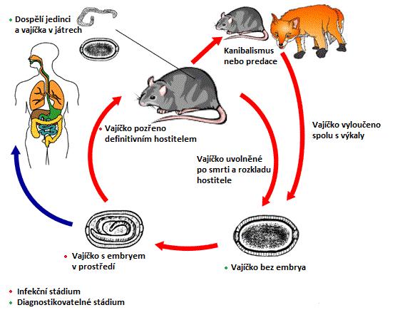 Obr. 18. Životní cyklus rodu Capillaria. Zdroj: http://www.cdc.gov/parasites/capillaria/biology_c_hepatica.html Obr. 19.