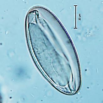 křečík Cambellův Evidenční číslo: 89 Druh: Syphacia