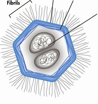 Acanthamoeba polyphaga mimivirus