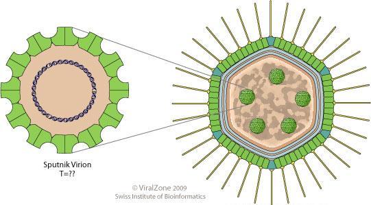 Virofágy parazitující na velkých virech Sputnik
