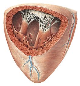 VENTRICULUS SINISTER Ostium atrioventriculare