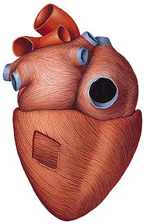 MYOCARDIUM