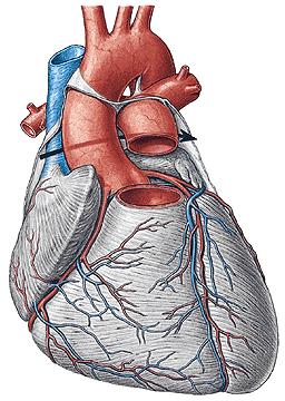 A. coronaria cordis dx. - rr. atriales - rr. ventriculares - r.