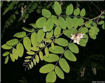 gaze poate fi plantat ca ornamental în zone industraile şi urbane. Familia FABACEAE 18. Robinia pseudacaccia L. (Cult.) (salcâm): Ph, arbore, xeromezofită, moderat termofilă, Am. de Nord (fig. 2.