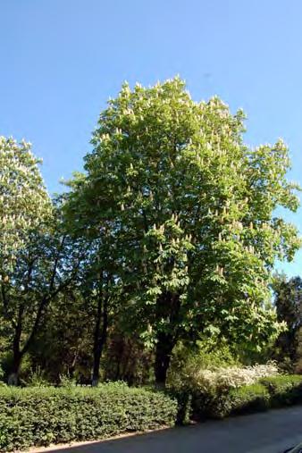 Familia HIPPOCASTANACEAE 20. Aesculus hippocastanum L. (castan porcesc): Ph, arbore, Balc. (fig. 2.31) Castanul porcesc este un arbore exotic, înalt de până la 30 m şi diametru de 1,5m.