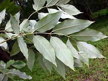 27. Fraxinus americana L. (frasin american) Ph, arbore, Am de Nord (fig. 2.38) Frasinul american este un arbore care poate ajunge la înălţimi de 40 m, îndeosebi în ţara de origine.