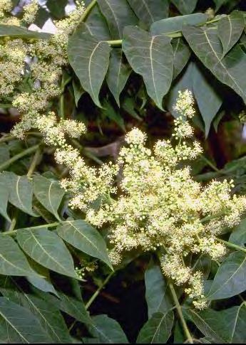 Familia SIMARUBACEAE 30. Ailanthus glandulosa (Cult.) (Miller) Swingle (cenuşer): Ph, arbore, China (fig. 2.41) Specie exotică, sub formă de arbore şi uneori, mai rar, de arbust.