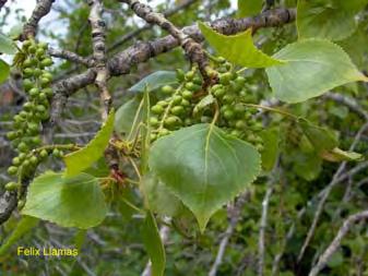 ornamental fiind interesant prin aspectul frunzelor, al inflorescenţelor mari şi fructificaţiilor, dar de multe nu este indicat prin parcuri, tocmai datorită acestei caracteristici de invadare.