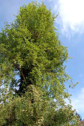 (plop negru): Ph, arbore, Euras. (fig. 2.42) Plopul negru este un arbore înalt, poate ajunge până la 35 m înălţime şi 2 m diametru.