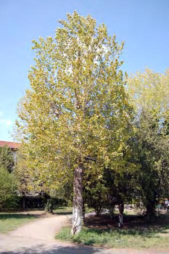 înălţime. Are tulpina dreaptă şi coroana îngustă şi frunzele mici, rombic-ovate, cu vârful scurt acuminat şi marginea crenat-serată, de culoare verde deschis şi cu luciu metalic.