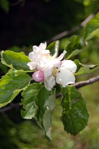 38. Malus domestica Borkh. (măr): Ph, arbore (fig. 2.49) Mărul cultivat este un arbore înalt de 4-8 m.