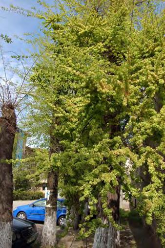 50. Ulmus pumilla Miller (ulm de Turkestan): Ph, arbore, eutrofă, Asia (fig. 2.61) Este o specie exotică sub formă de arbore, care poate ajunge până la 16 m înălţime.