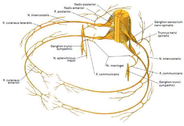 2 OBECNÁ ČÁST 2.1 Anatomie 2.1.1 Periferní nervový systém PNS je tvořen soustavou nervů a nervových uzlin.