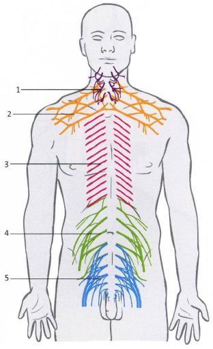 trupu a na končetinách. Ztrácejí segmentové uspořádání, vzájemně se proplétají a vytvářejí nervové pleteně (Hudák, 2013): 1. Plexus cervicalis (C1 C4) 2. Plexus brachialis (C4 Th1) 3.