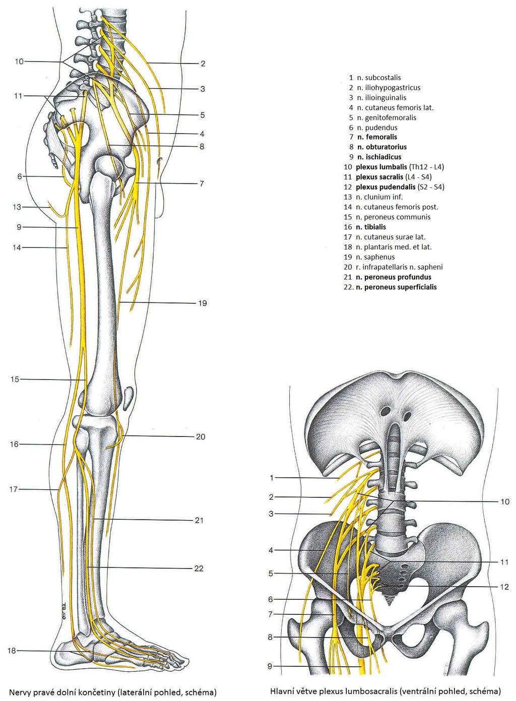 Obrázek 3 - Plexus