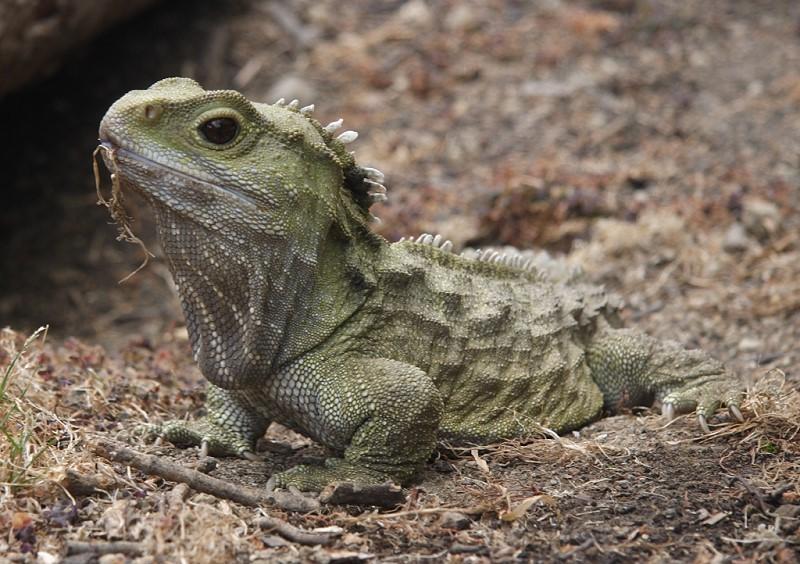 Ochrana přírody: špatná taxonomie zabíjí! haterie (Sphenodon spp.