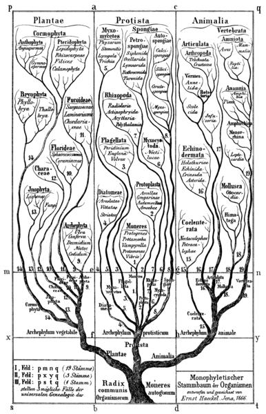 1769-1859) Johann Wolfgang Goethe (1749 1832) Ernst Haeckel (1834