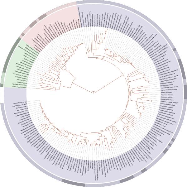 evoluce, molekulární hodiny (M. Kimura) 70-80. léta: DNA-DNA hybridizace (C. G.