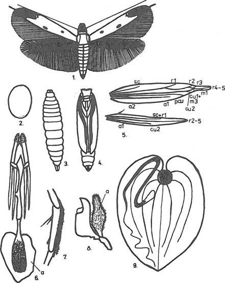 1. imago 2. vajíčko 3. housenka 4. kukla 5. nervatura křídel 6. samicí kopulační orgán, a) corpus bursae 7.