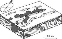 Obr. č. 9 Lumachella ústřičného slapu na bázi polohy 3, 11 m jz. od jeskyňky, s Rhynchostreon suborbiculatum (Lam.) a Anpiotrigonia cf. sulcataria (Lam.). 2/3 přirozené velikosti.