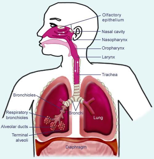 Anatomické členění Horní dýchací cesty Nosní dutina Vedlejší nosní dutiny