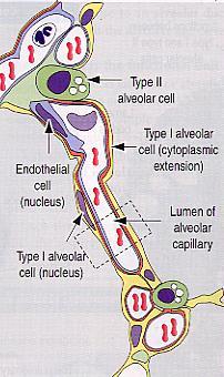 Septum interalveolare Sklípková přepážka buňky fibroblasty (kolagen I. a III.