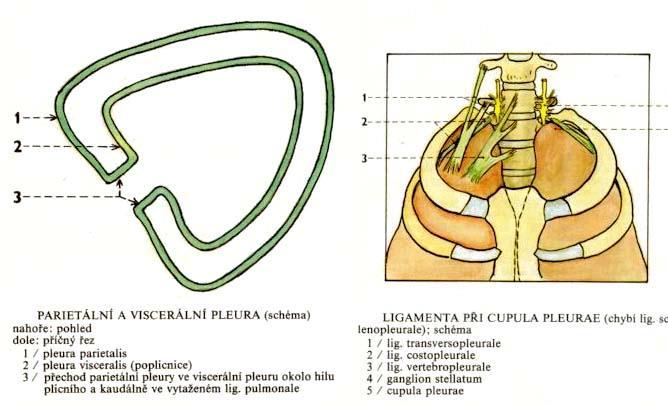 Pleura