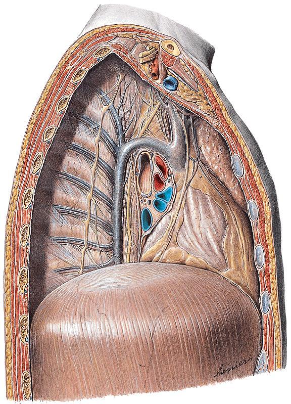 Mediastinum superius útvary v 5 vrstvách z povrchu do hloubky: 1. brzlík, úpony mm. sternothyroideus et sternohyoideus, vasa thoraciaca int. + větve 2. vrstva žil: vv.