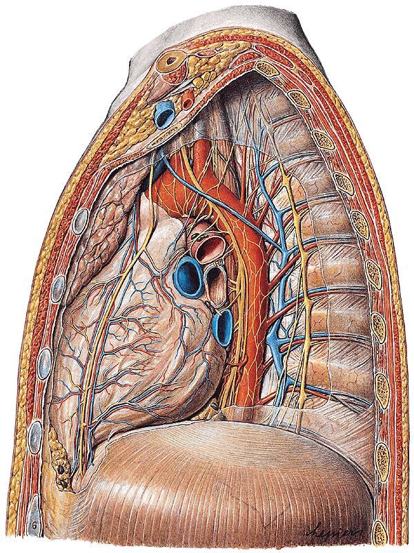 Mediastinum inferius Mediastinum inferius anterius ligg. sternopericardiaca nodi lymphoidei parasternales, prepericardiaci (= "n.l. mediastinales anteriores") vasa thoracica int. + větve m.