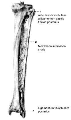 Ossa Tarsi (kosti zánártní) Sedm kostí zánártních tvoří úsek nohy nazývaný tarsus. Jsou to os talus, os calcaneus, os cuboideum, os naviculare a tři ossa cuneiformia.