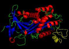 3.3.3. Inhibitory fibrinolýzy Slouží k určení místa fibrinolýzy s následným utlumením fibrinolytických procesů a zábraně jejich šíření do okolí. Inhibitor aktivátorů plazminogenu (PAI-1) Obr.9.