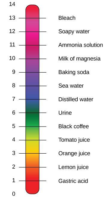 11 Základné pojmy acidity a alkality Vzťah medzi ph a [H + ] ph 6,8 6,9 7,0 7,1 7,2 7,3 7,4 7,5 7,6 7,7 7,8 [H + ] nmol/l 158 125 100 79 63 50 40 31 25 20 15