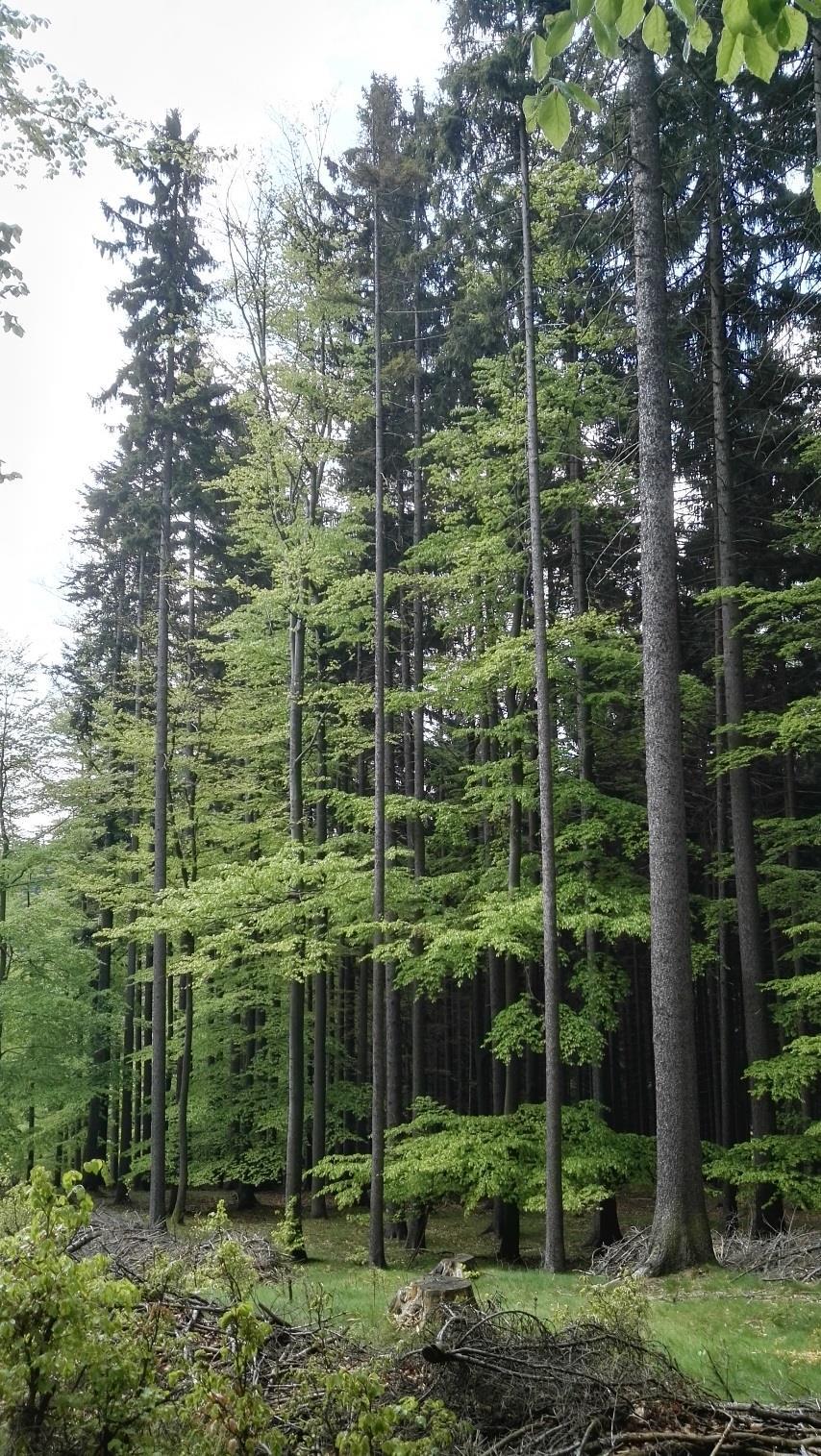 2017 Informace o nakládání s reprodukčním materiálem lesních dřevin ČR Borovice lesní (Pinus sylvestris) Borovice lesní jako druhá lesnicky nejvýznamnější jehličnatá dřevina v České republice dosáhla