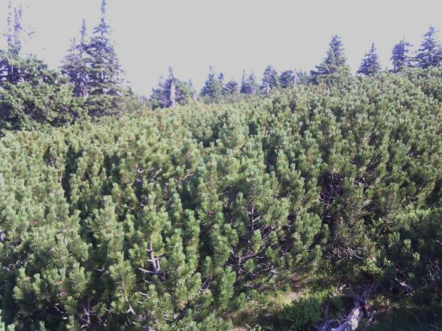 Informace o nakládání s reprodukčním materiálem lesních dřevin ČR 2017 stromů dokonce známý (například Nizozemí, Německo), nejsou prokazatelně plněny požadavky na přenosy reprodukčního materiálu