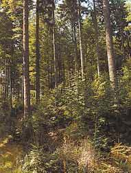 Lesní hospodáfisk plán Hned v úvodu publikace je uvedeno, Ïe lesní hospodáfisk plán je nástrojem vlastníka.