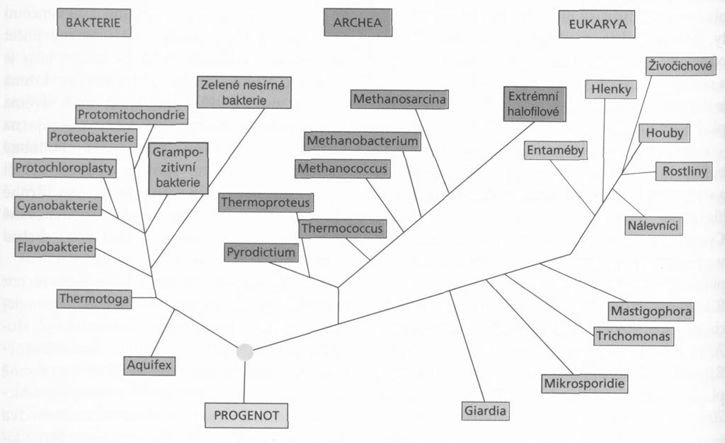FYLOGENEZE A SYSTÉM BAKTERIÍ A