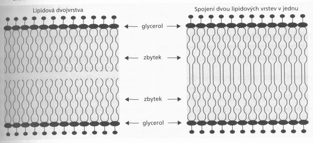 Archaea Velká variabilita G+, G- Membrány řada glycerolipidů, mono a dvojvrstvy C20 dietery, C40 tetraetery (stabilnější), Thermobolus, Sulfobolus Organotrofní, autotrofní Metabolismus cukrů nebyl