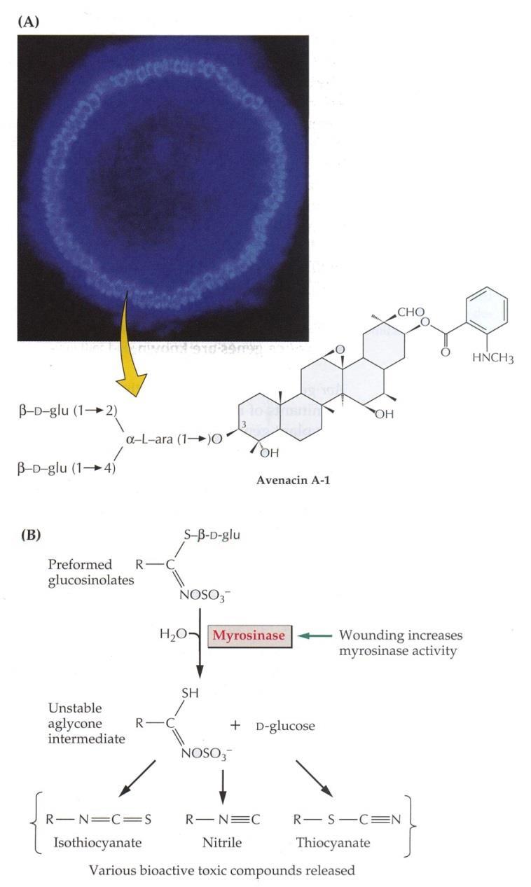 Pasivní obranné mechanismy Konstitutivní inhibiční látky Saponiny avenacin pod povrchem kořenů glykosylované látky triterpenoidy, steroidy, steroidní glykoalkaloidy Glykoalkaloid