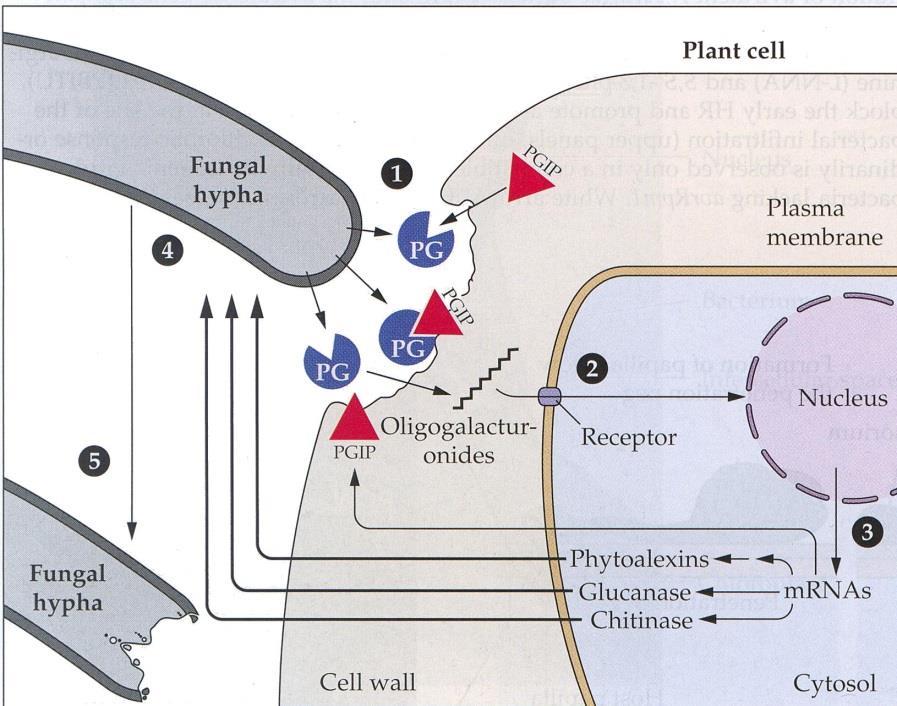 Signalizační kaskáda a aktivace jaderných genů 1. PG enzym polygalakturonidáza pektolytický enzym, naruší buněčnou stěnu 2.